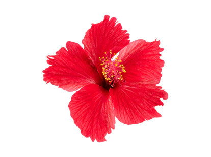ORGANIC WHOLE LOOSE LEAF HIBISCUS TEA